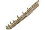 Fossil Mosasaur (Platecarpus) Lower Jaw w/ Teeth - Kansas #207899-7